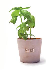 basil